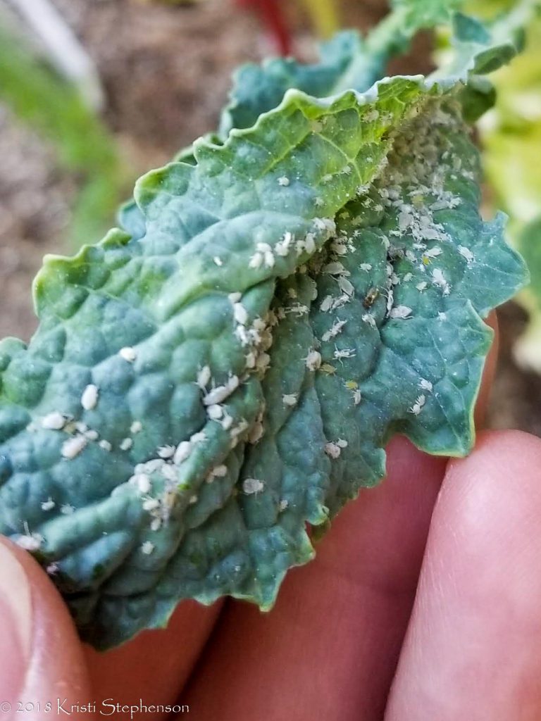 3 Common Garden Pests in the Phoenix Area - Cook, Craft, Cultivate