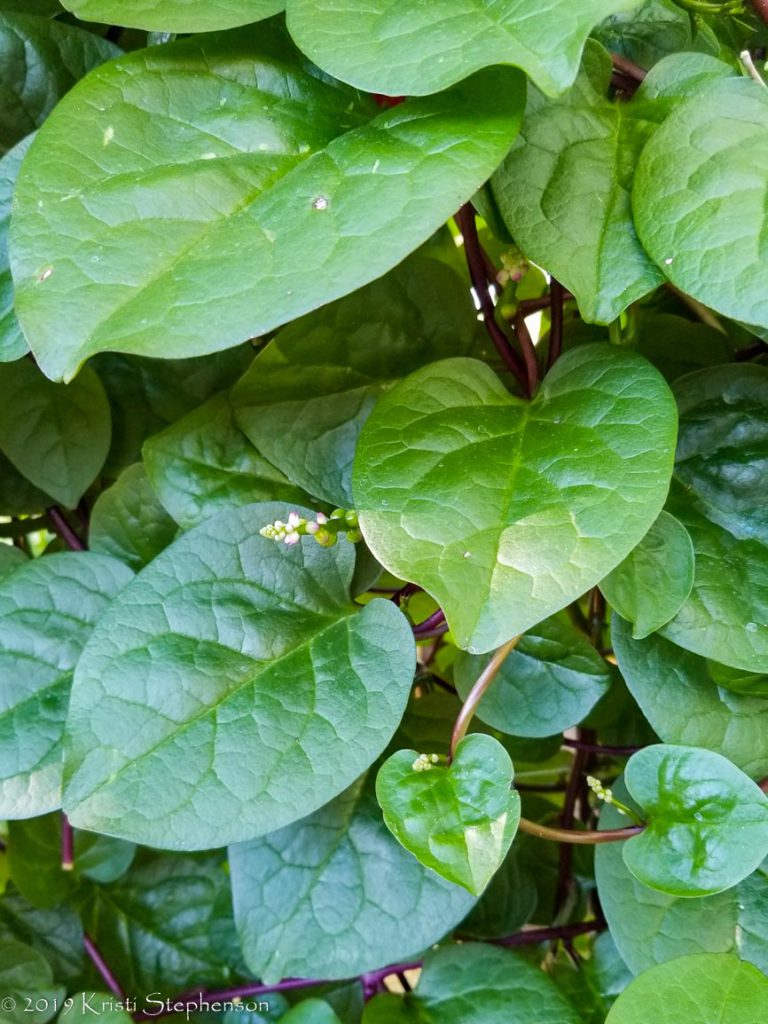 Malabar Spinach How To Grow And Use Cook Craft Cultivate